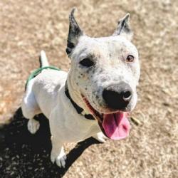 Shelter Stray Male Dog last seen , , CA, 1101 29th Ave, Oakland, CA 94601, USA