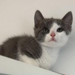 Shelter Stray Female Cat last seen Near McClure St, Oakland, CA, 1101 29th Ave, Oakland, CA 94601, USA