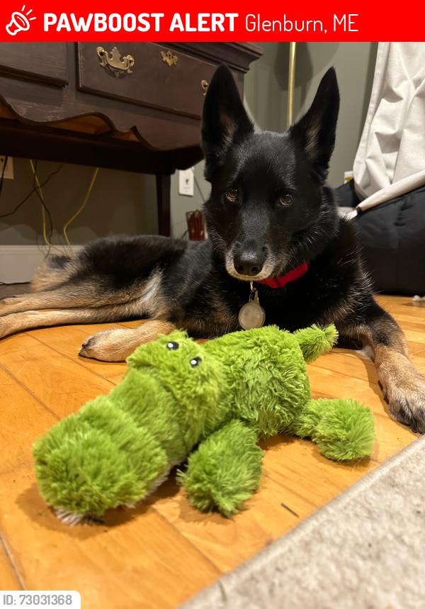 Lost Female Dog last seen Spruce lane glenburn me, Glenburn, ME 04401