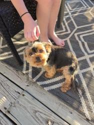 Shelter Stray Female Dog last seen Windsor St, Sun Prairie, City of, WI, 5132 Voges Rd, Madison, WI 53718, USA