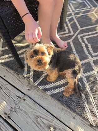 Shelter Stray Female Dog last seen Windsor St, Sun Prairie, City of, WI, 5132 Voges Rd, Madison, WI 53718, USA