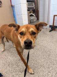 Shelter Stray Male Dog last seen Books a million new bern nc, New Bern City Limits, NC, 1639 Old Airport Rd, New Bern, NC 28562, USA