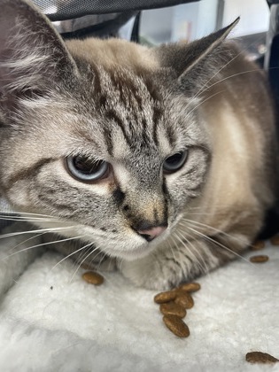 Shelter Stray Female Cat last seen Pine Valley Apartments- Maintanance Man found, New Bern City Limits, NC, 1639 Old Airport Rd, New Bern, NC 28562, USA