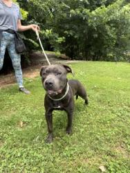 Shelter Stray Male Dog last seen , 30058, GA, 3280 Chamblee Dunwoody Rd, Chamblee, GA 30341, USA