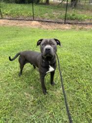Shelter Stray Male Dog last seen , 30058, GA, 3280 Chamblee Dunwoody Rd, Chamblee, GA 30341, USA