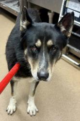 Shelter Stray Male Dog last seen Near Idlewood Rd, 30084, GA, 3280 Chamblee Dunwoody Rd, Chamblee, GA 30341, USA