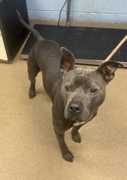 Shelter Stray Male Dog last seen Near Meadowood Dr Lithonia, 30038, 30038, GA, 3280 Chamblee Dunwoody Rd, Chamblee, GA 30341, USA