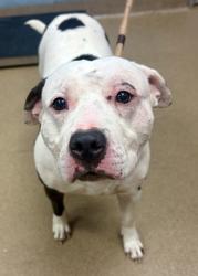 Shelter Stray Male Dog last seen Near Valley Brook Drive, 30033, GA, 3280 Chamblee Dunwoody Rd, Chamblee, GA 30341, USA