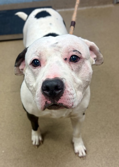 Shelter Stray Male Dog last seen Near Valley Brook Drive, 30033, GA, 3280 Chamblee Dunwoody Rd, Chamblee, GA 30341, USA