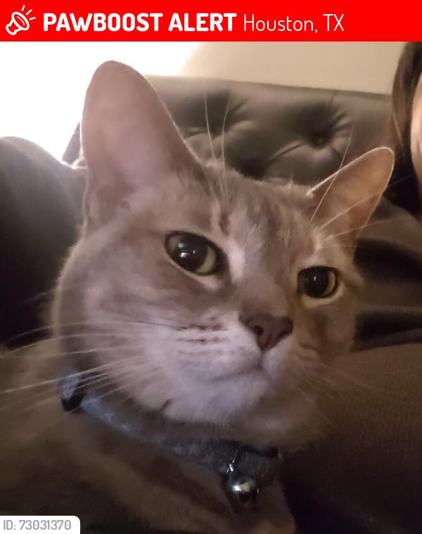 Lost Female Cat last seen Miller Valley/Paradise Valley Dr., Houston, TX 77066