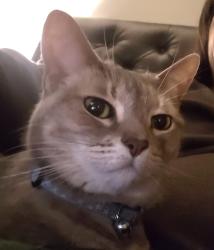 Lost Female Cat last seen Miller Valley/Paradise Valley Dr., Houston, TX 77066
