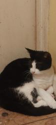 Reunited Female Cat last seen Barkiss Close toxeth , Merseyside, England L8 8LN