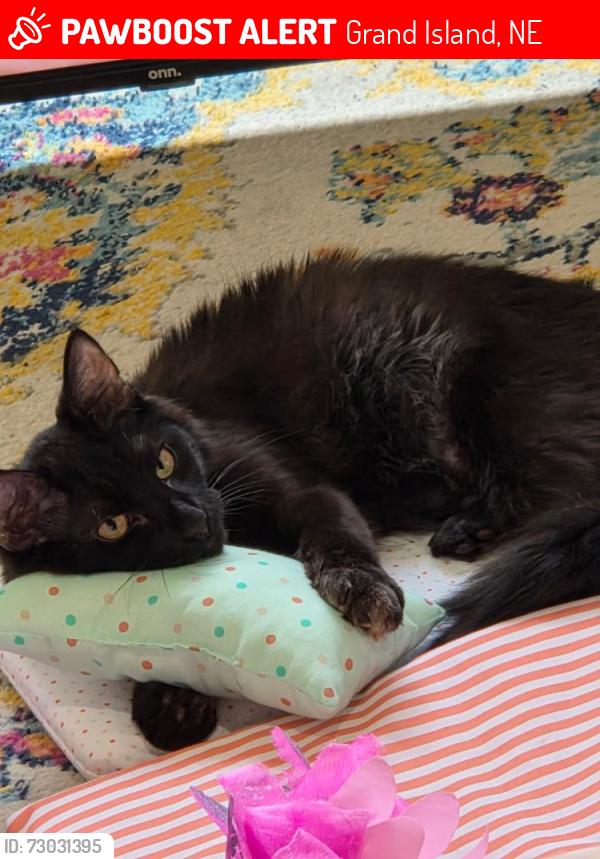 Lost Male Cat last seen Eddy and bismark, Grand Island, NE 68801