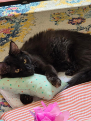 Lost Male Cat last seen Eddy and bismark, Grand Island, NE 68801