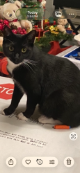 Lost Male Cat last seen Near Prairie Farm Cir, Parker CO 80134, Parker, CO 80134