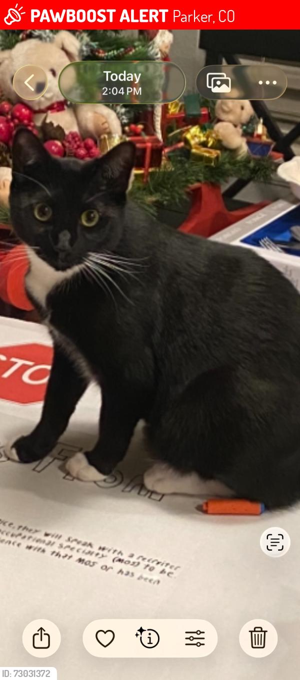 Lost Male Cat last seen Near Prairie Farm Cir, Parker CO 80134, Parker, CO 80134