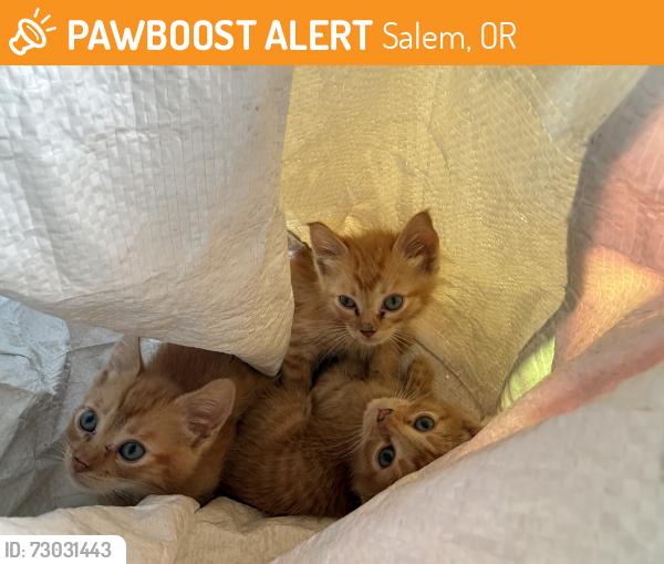 Found/Stray Unknown Cat last seen Geer park, Salem, OR 97301