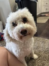 Reunited Male Dog last seen Lick mill park , Santa Clara, CA 95054