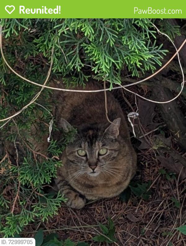 Reunited Unknown Cat last seen Dewey and Stone middle of the street under the bushes of our hse , Rochester, NY 14616