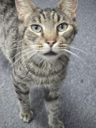 Found/Stray Male Cat last seen Young and Enmar Dr, Little Rock, AR 72209