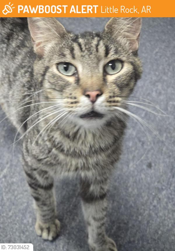 Found/Stray Male Cat last seen Young and Enmar Dr, Little Rock, AR 72209