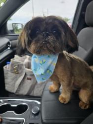 Lost Male Dog last seen Near Boynton Valley Rd, Manchester, TN 37355