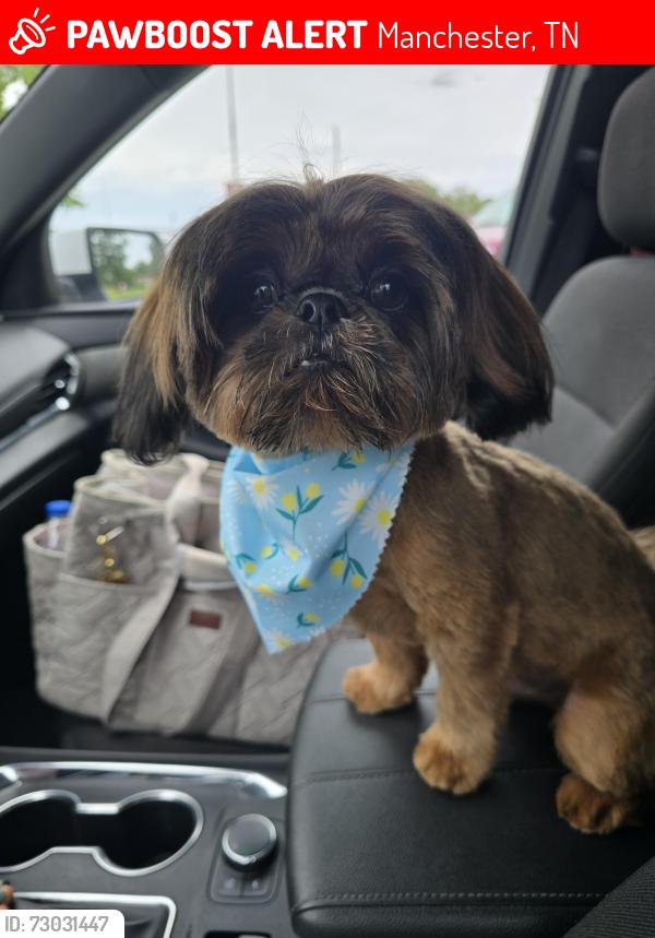 Lost Male Dog last seen Near Boynton Valley Rd, Manchester, TN 37355