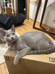 Reunited Female Cat last seen 54th & Grand, Western Springs, IL 60558