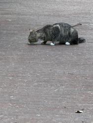 Found/Stray Unknown Cat last seen Along Hamilton Walk by the UPenn Biopond, Philadelphia, PA 19104