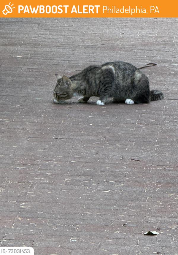Found/Stray Unknown Cat last seen Along Hamilton Walk by the UPenn Biopond, Philadelphia, PA 19104