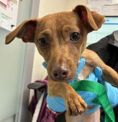 Shelter Stray Male Dog last seen SW 16th/ Jefferson, OR, 1700 W Historic Columbia River Hwy, Troutdale, OR 97060, USA