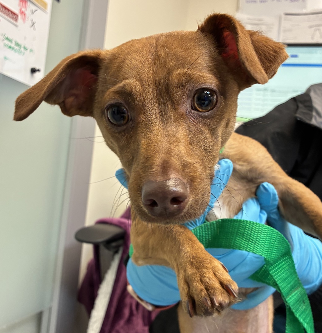 Shelter Stray Male Dog last seen SW 16th/ Jefferson, OR, 1700 W Historic Columbia River Hwy, Troutdale, OR 97060, USA
