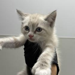 Shelter Stray Female Cat last seen Nobel park, San Diego, CA, 92122, 5500 Gaines St, San Diego, CA 92110, USA