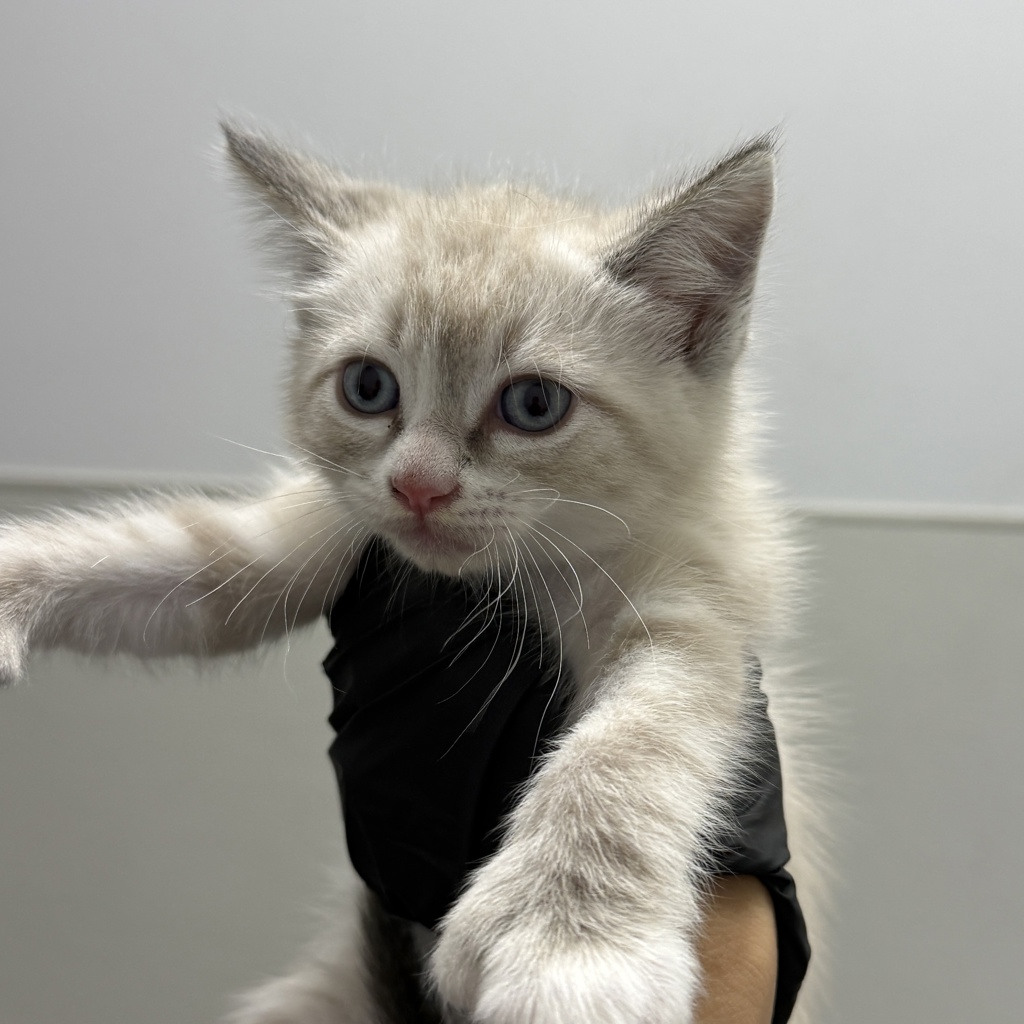 Shelter Stray Female Cat last seen Nobel park, San Diego, CA, 92122, 5500 Gaines St, San Diego, CA 92110, USA