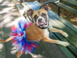 Shelter Stray Female Dog last seen Near W 161st Street, NEW YORK, NY, 10032, 326 E 110th St, New York, NY 10029, USA
