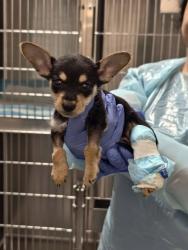 Shelter Stray Female Dog last seen Near 2nd Avenue, NEW YORK, NY, 10029, 326 E 110th St, New York, NY 10029, USA