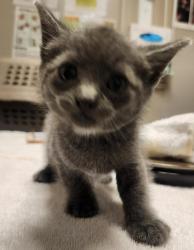 Shelter Stray Male Cat last seen off 880 near safeway, SAN LEANDRO, CA, 94577, 8323 Baldwin St, Oakland, CA 94621, USA