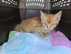 Shelter Stray Male Cat last seen Barrister Road, CHESTERFIELD, VA, 23832, 9300 Public Works Rd, Chesterfield, VA 23832, USA