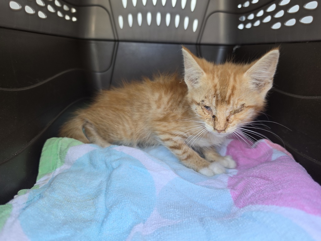Shelter Stray Male Cat last seen Barrister Road, CHESTERFIELD, VA, 23832, 9300 Public Works Rd, Chesterfield, VA 23832, USA