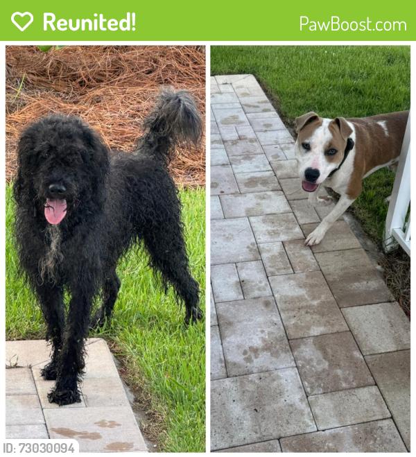 Reunited Male Dog last seen Old Bicycle and Plantation Dr, Panama City, FL 32404