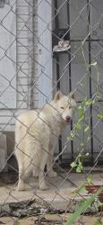 Found/Stray Female Dog last seen San Fernando, San Antonio, TX 78237
