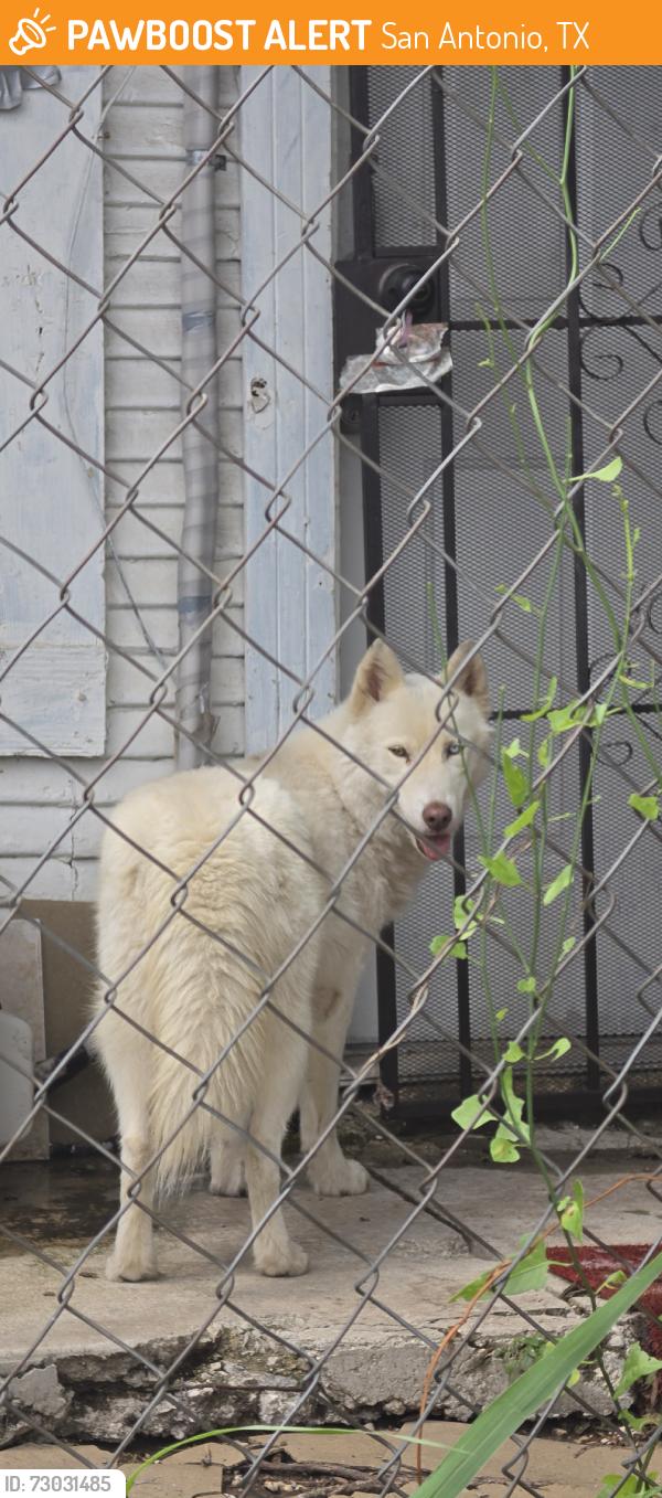 Found/Stray Female Dog last seen San Fernando, San Antonio, TX 78237