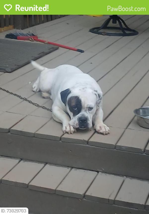 Reunited Male Dog last seen Carriage Trace, Stone Mountain, GA 30087