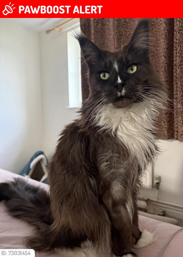 Lost Male Cat last seen Thornhill Pl, Rampton Rd, Longstanton, England CB24