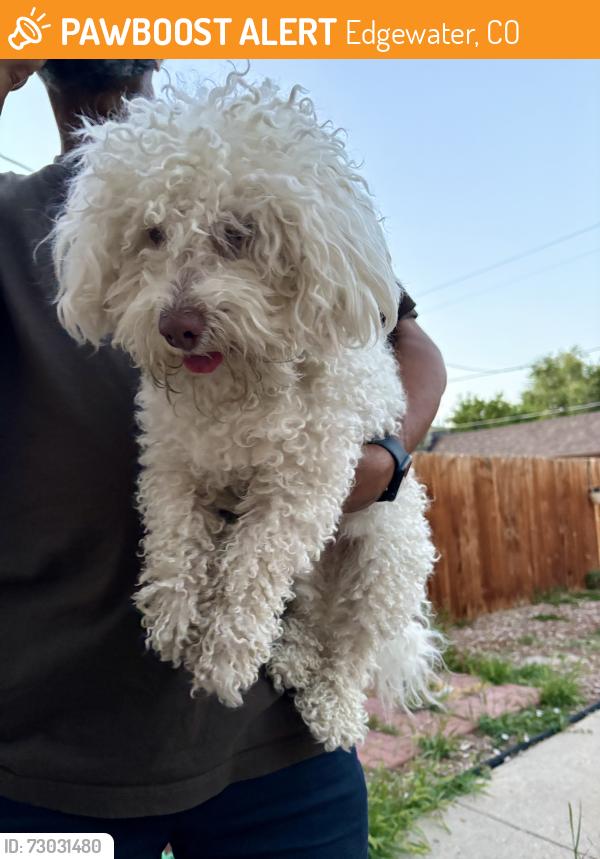 Found/Stray Male Dog last seen 20th and Sheridan, Edgewater, CO 80214