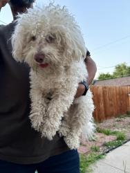 Found/Stray Male Dog last seen 20th and Sheridan, Edgewater, CO 80214