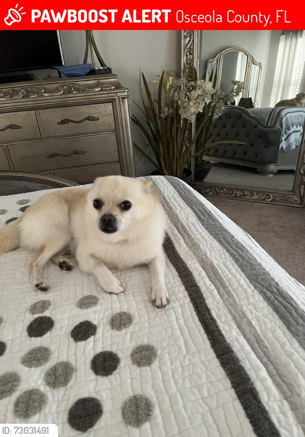 Lost Male Dog last seen Baykal Drive and Baykal Court, Osceola County, FL 34746