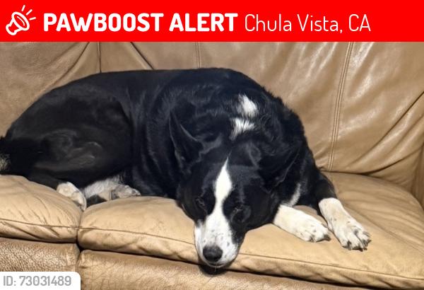 Lost Female Dog last seen Orange Avenue, Chula Vista, CA 91911