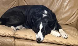 Lost Female Dog last seen Orange Avenue, Chula Vista, CA 91911