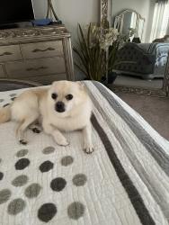 Lost Male Dog last seen Baykal Drive and Baykal Court, Osceola County, FL 34746